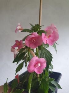 Messenger_creation_85859929-40E1-44A4-B9D7-82E6D9FE431C Messenger_creation_85859929-40E1-44A4-B9D7-82E6D9FE431C