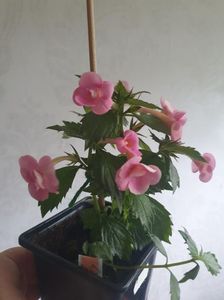 Messenger_creation_6BB7E65B-C1B8-4DF6-90F4-C03189A6DE80 Messenger_creation_6BB7E65B-C1B8-4DF6-90F4-C03189A6DE80