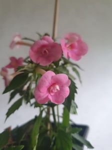 Messenger_creation_73F0E153-723F-41AD-AFA7-0C59462CEFE6