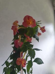 Messenger_creation_99B0CDE5-F6D9-47A5-A8F8-C87EB7067F0C