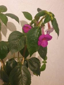 Messenger_creation_4772FD35-9C58-492A-BF4A-41D410FD472B Messenger_creation_4772FD35-9C58-492A-BF4A-41D410FD472B