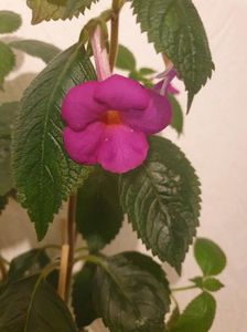 Messenger_creation_6FA97735-7FB2-48F5-9C31-3ABFC13B6125 Messenger_creation_6FA97735-7FB2-48F5-9C31-3ABFC13B6125