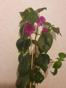 Messenger_creation_DB6A059B-DAB2-4766-98E2-218A2FB10E65 Messenger_creation_DB6A059B-DAB2-4766-98E2-218A2FB10E65