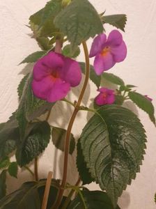 Messenger_creation_567381A8-A9C0-48AD-AF04-12D19FB820BD Messenger_creation_567381A8-A9C0-48AD-AF04-12D19FB820BD