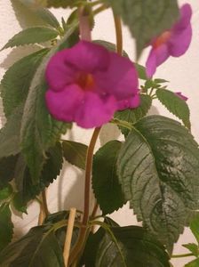 Messenger_creation_29985A7D-20C7-4E35-8E59-A7E14939029E Messenger_creation_29985A7D-20C7-4E35-8E59-A7E14939029E