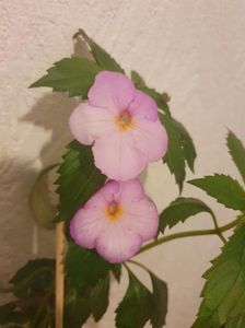 Messenger_creation_0777A174-1CB5-49FF-915B-6C80FF786C9D