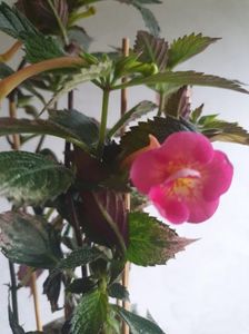 Messenger_creation_2B305D86-1FC0-442B-BEF6-FF7FBB6679C8