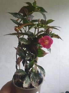 Messenger_creation_FD8CC391-FD39-47E8-A41A-F3859C1FBD04