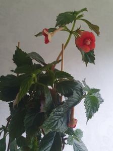 Messenger_creation_921AC5FA-40B9-4634-B3C8-DC016CE13E4A Messenger_creation_921AC5FA-40B9-4634-B3C8-DC016CE13E4A