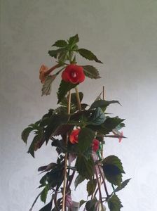 Messenger_creation_BFFA7C26-18D4-45C0-BE8B-80B0B5A1051C