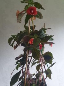 Messenger_creation_D89A7422-B52D-4C68-A538-600E6485618E