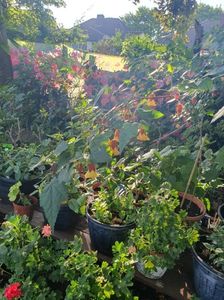 Messenger_creation_CA722DEA-A1E3-4E64-B002-AC97521226E0