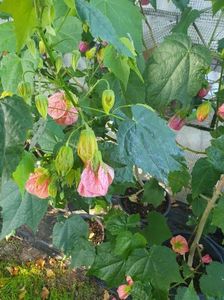 Messenger_creation_9AC10454-6302-4150-B632-F92648D3A62C