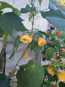 Messenger_creation_E0BA2124-DCA0-4AC6-A0F4-807747B3332B