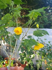 Messenger_creation_B5D295F4-2839-43A4-BE23-9E352CE620CC