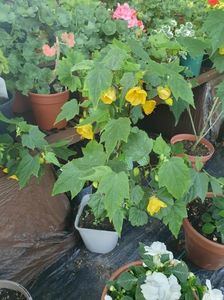 Messenger_creation_4770650D-A7CB-4B80-B9F2-F68B877538E3