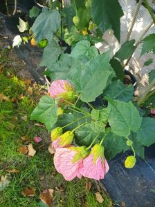 Messenger_creation_184814B8-5AB9-4AFB-AD0E-2F41A0A401BC