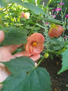 Messenger_creation_727A0D7F-2F73-4B46-BDB4-FA7FD6A1881F