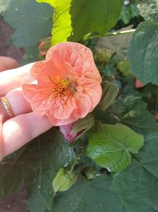 Messenger_creation_743741B0-53C6-4C7A-8D3A-6DCA1FBF1D4C