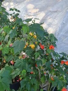 Messenger_creation_8BC67449-F08C-4DAE-83AC-49AF7202998B