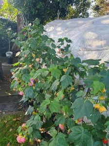 Messenger_creation_A2FA18AD-A644-4ADB-B28E-565C71C749F7