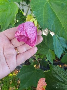 Messenger_creation_2EB4D348-13CE-4A58-8553-AB2277643DF8