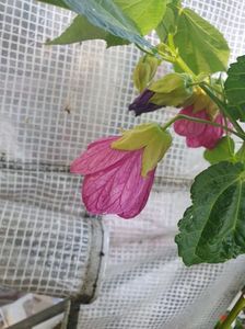 Messenger_creation_9CAD7460-DE15-4324-A380-0F2BF0DB6030