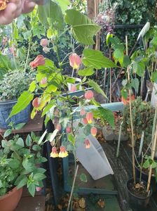 Messenger_creation_3270C9E0-28E4-4AAF-B7D8-8BEEA72E7C4D