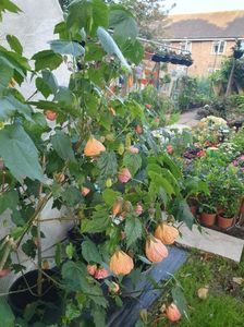 Messenger_creation_77240629-69C7-4769-87BF-1343AD4B0200