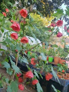 Messenger_creation_80605E62-0934-496A-9469-DD06DB2FDF0F