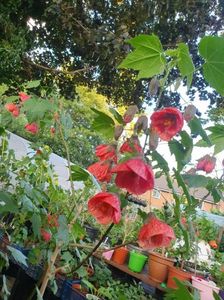 Messenger_creation_765E0E4E-F721-4C55-8FFA-3B52216A8676