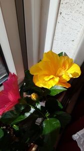 Messenger_creation_58907496-E529-4745-82B3-80DE2DF7515D