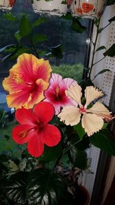 Messenger_creation_67B7D1E8-7BFB-4710-ADB1-52E917ED6DF2