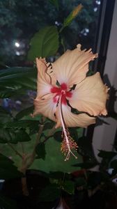 Messenger_creation_D21E7F42-2189-47D7-802B-EEDF5CEABCF9