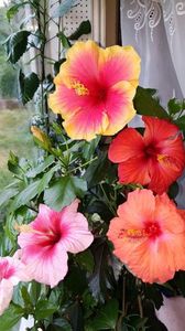 Messenger_creation_47779AFC-BDBE-4B87-9B6D-8FFAFCFC358E