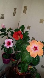 Messenger_creation_AFA37ECE-B846-4E6D-BEE5-919616CF5F3F