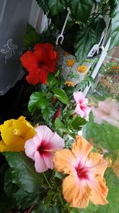 Messenger_creation_CF418EC6-C95D-4EED-AF60-EF1239934B76