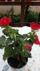 Messenger_creation_DA8DB16C-9DE0-45EC-872E-C8D65DE5651F Messenger_creation_DA8DB16C-9DE0-45EC-872E-C8D65DE5651F