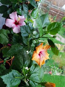 Messenger_creation_12773332-9AF0-48E1-B938-66C5C131F2B2