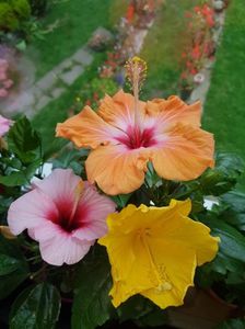 Messenger_creation_01A6460D-3145-46DD-8A23-8DD7897727D3