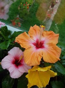 Messenger_creation_1EA5E95C-C3A0-48AD-8FB0-8CECE9332BC9