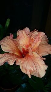 Messenger_creation_A95FF75C-9120-416D-AEC3-C16D1107F9F1 Messenger_creation_A95FF75C-9120-416D-AEC3-C16D1107F9F1