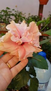 Messenger_creation_C8939EDE-D23D-4601-AB3B-8803BAFC1302 Messenger_creation_C8939EDE-D23D-4601-AB3B-8803BAFC1302