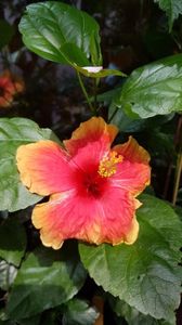 Messenger_creation_D478D19D-A606-4283-AD5A-F72BD5CBEE10 Messenger_creation_D478D19D-A606-4283-AD5A-F72BD5CBEE10