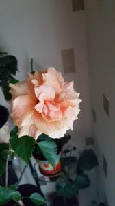 Messenger_creation_3E4FC859-F6E0-4CEC-B39A-0F10A0C18F45