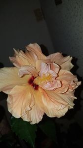 Messenger_creation_046B215C-8431-499B-8077-5737BCB637ED
