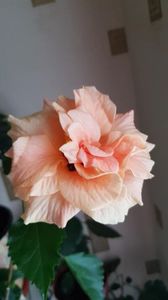 Messenger_creation_F678340D-A772-49C8-9ABB-808B814E4BB5