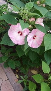 Messenger_creation_610ED928-8219-4B19-8EAA-7E3CDE81B857 Messenger_creation_610ED928-8219-4B19-8EAA-7E3CDE81B857