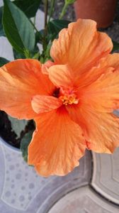 Messenger_creation_57257B5D-E3D0-487F-B408-43C1C1358E14