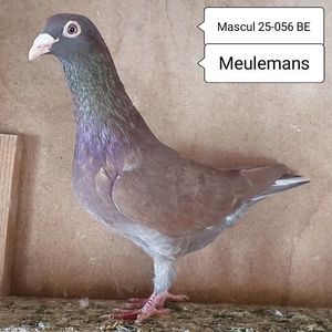 Mascul 25-056 BE...-30 lei